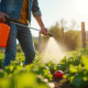 Personne arrosant un jardin potager naturel avec un pulvérisateur