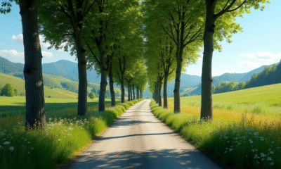 Chemin rural en France avec arbres et fleurs sauvages