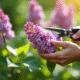 Main tenant une branche de lilas dans un jardin en plein jour